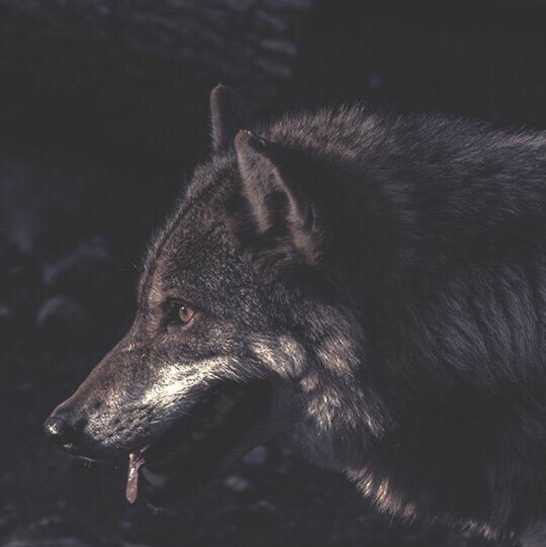 Night Wolves