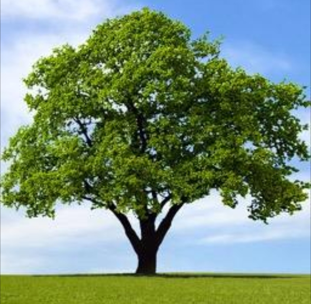 hakedtree