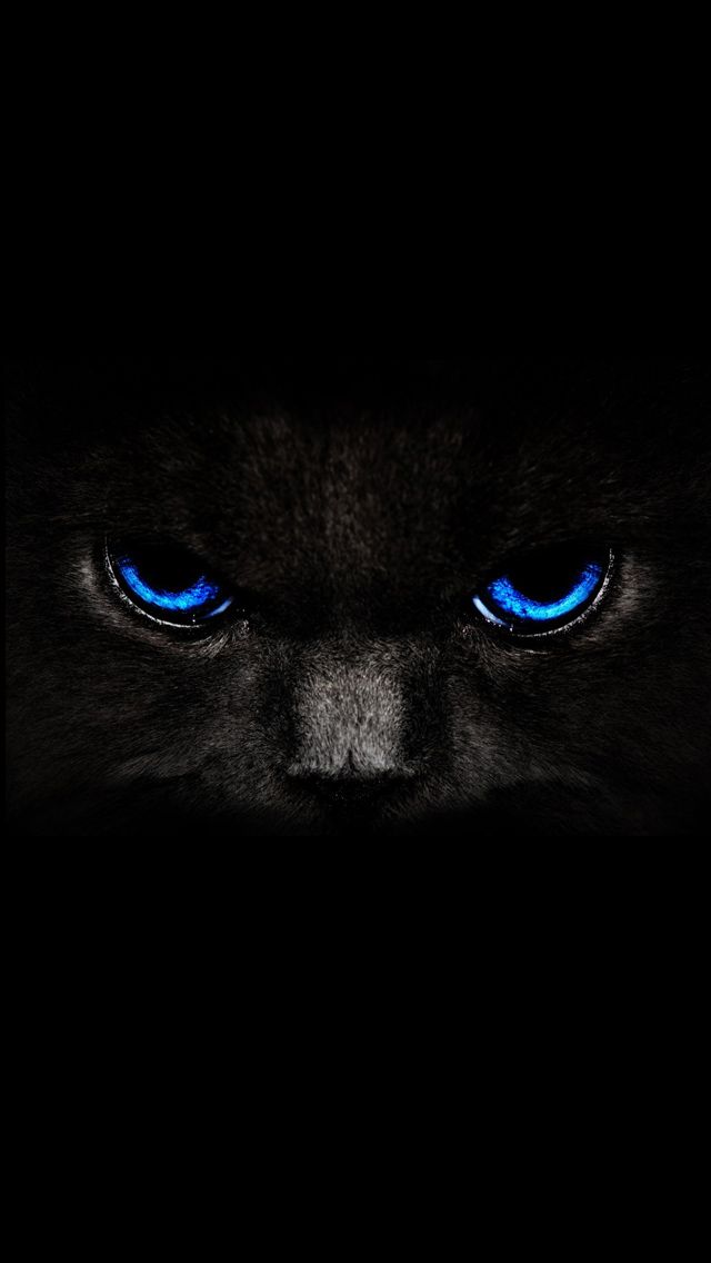Meeaaow2