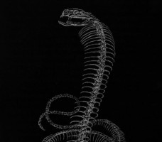 Black Medusa