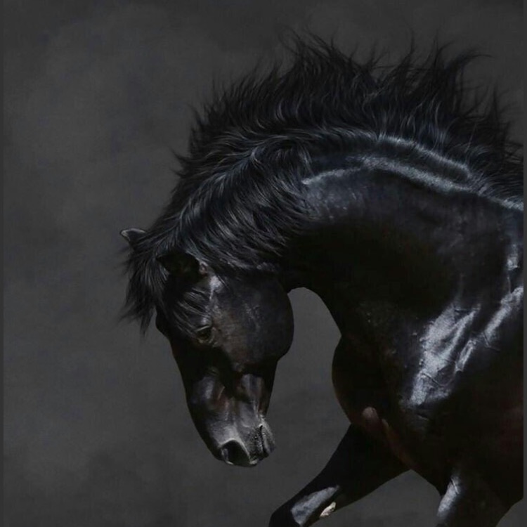 Dark horses