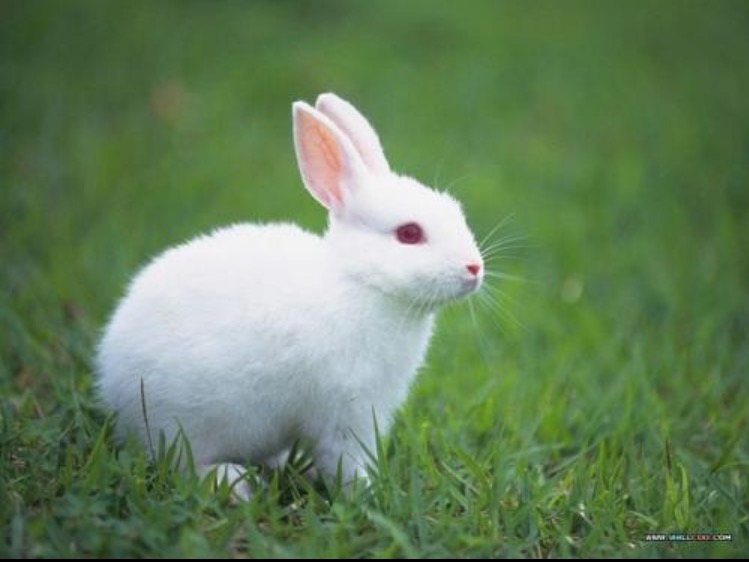 Jumping bunny