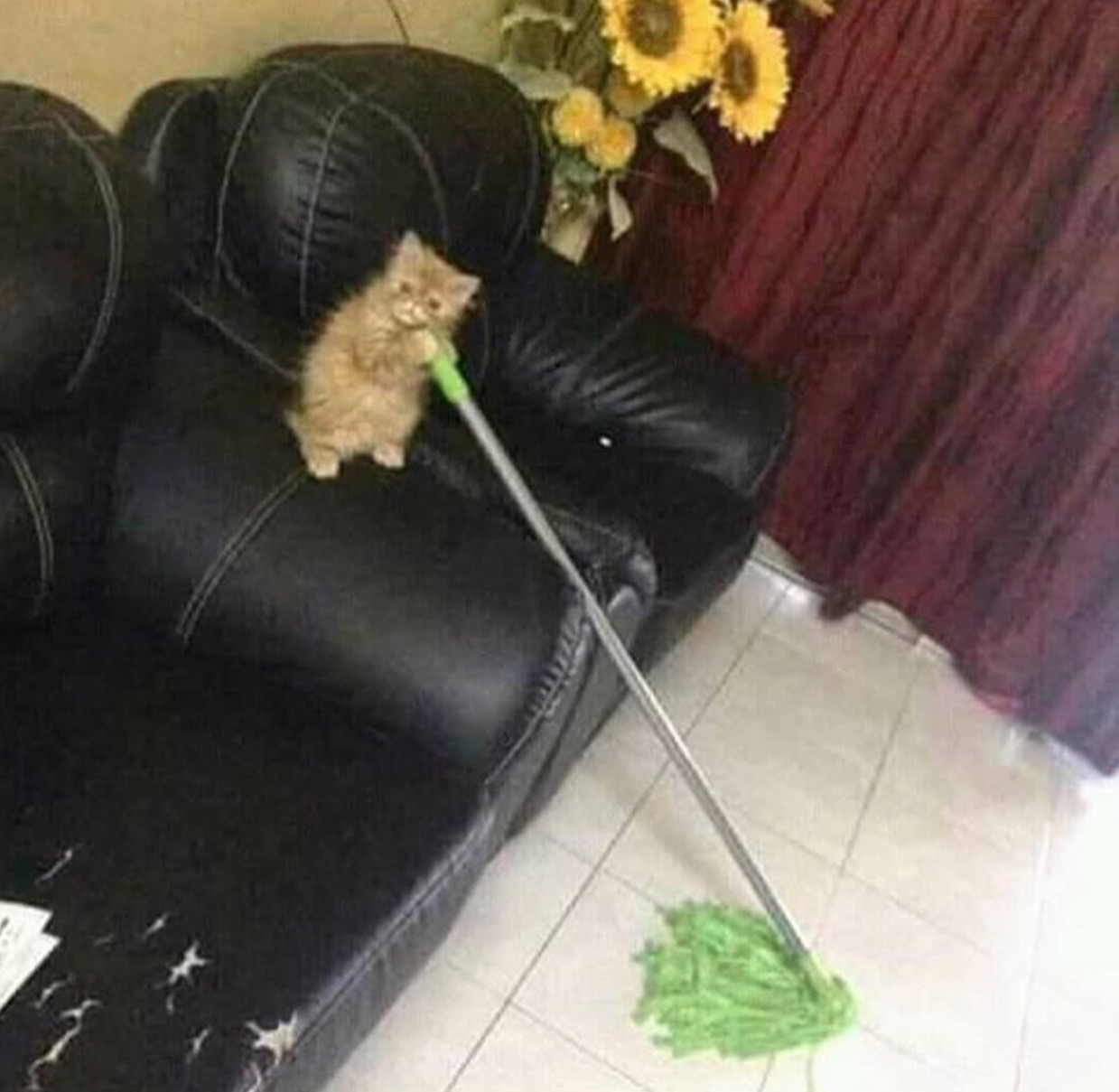 Meeaaow