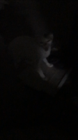 ZEEEF