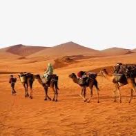 Sons of the desert v
