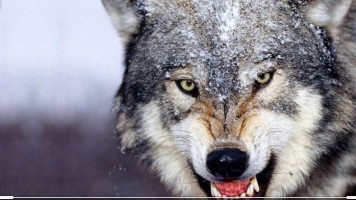 WolllFs