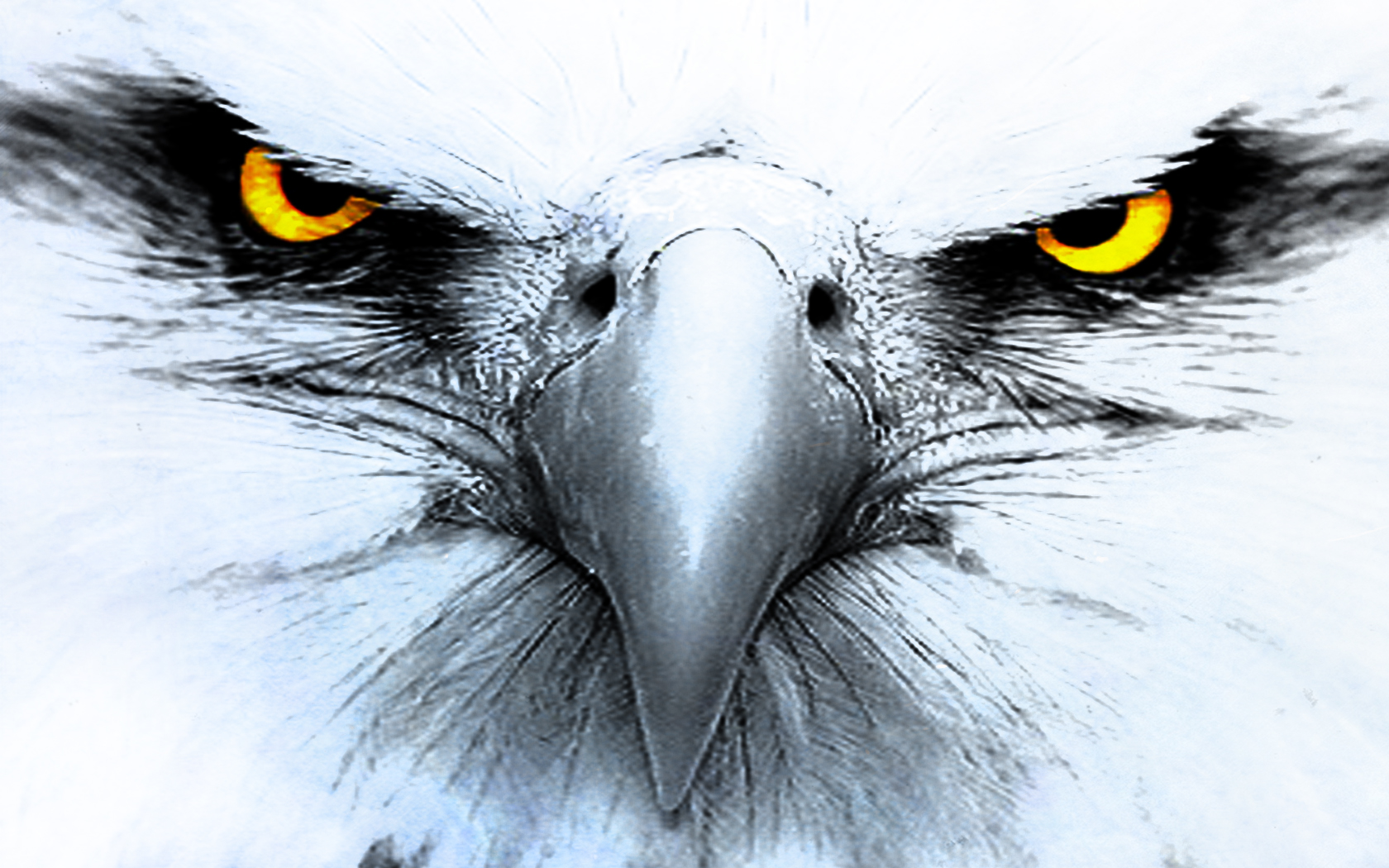 MIGHTY EAGLES