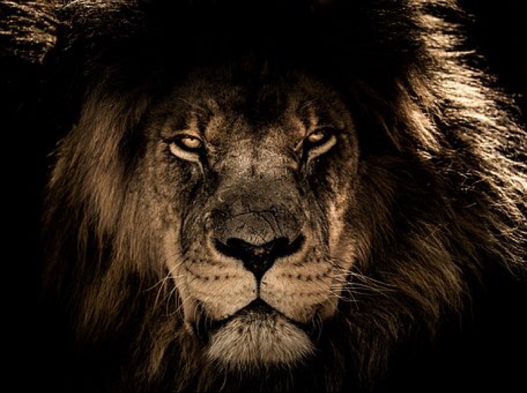 Lions Sa
