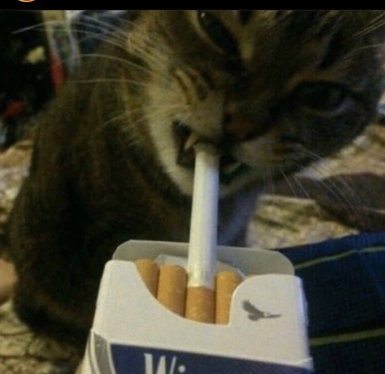jok hoi