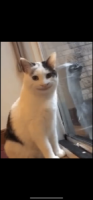 KFCK