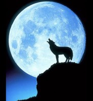 KSA WOLFS
