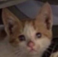 jbgfft
