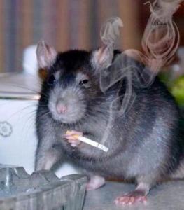 rats