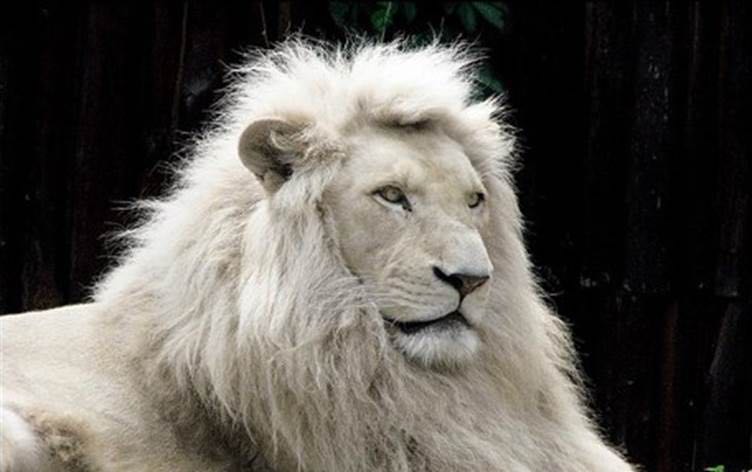 The old lions