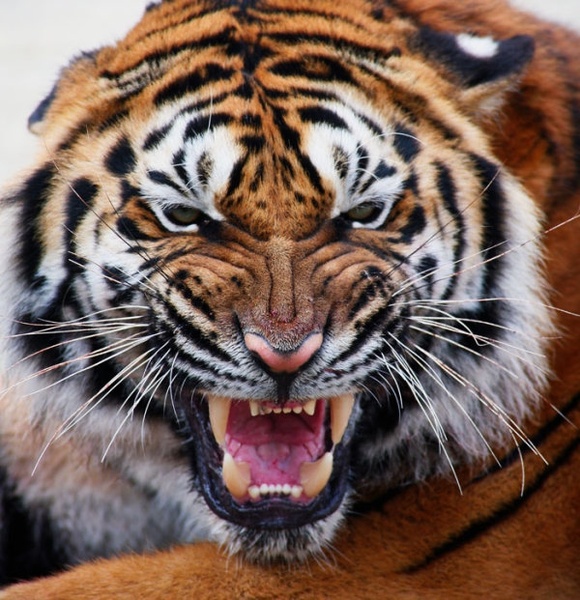TiGers