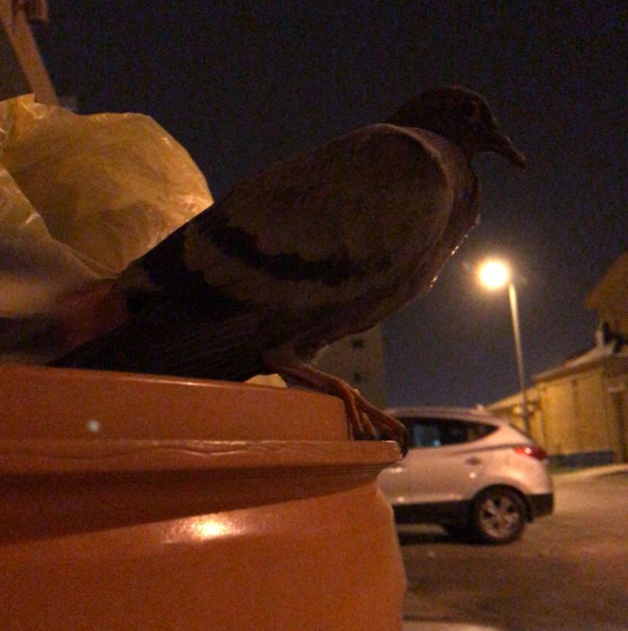 owveiv