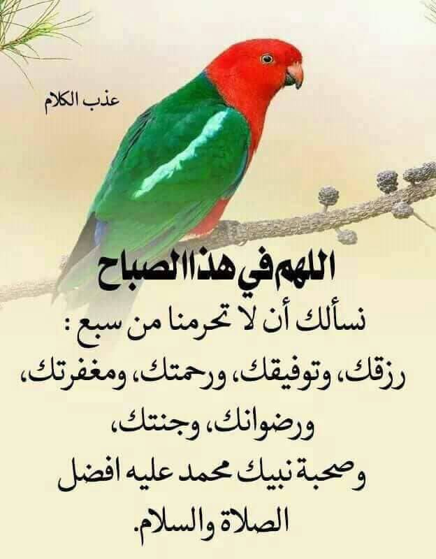 majnun