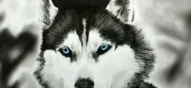 xwolf