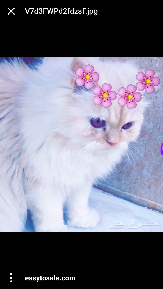xTHE ATTACK
