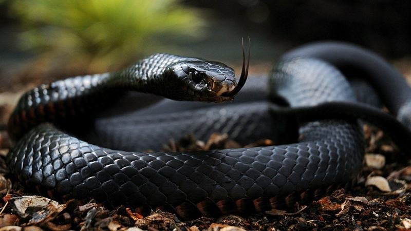 BLackMamba