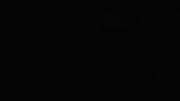 EXTNZ1