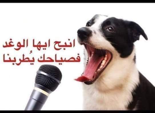انبح يا كلب 