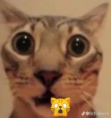 Oopz