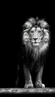 LIONSxTEAM