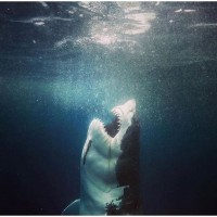 THE SHARK HANGRY