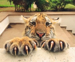 Claw of the tiger
