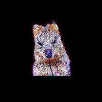 The Wealthy Quokkas