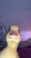 MADPY