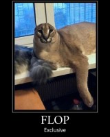 floppa