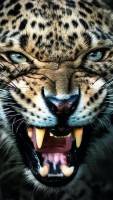 Tigerr