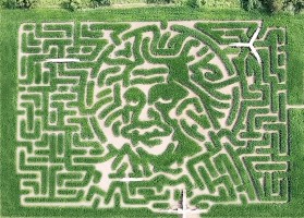 The Maze Field