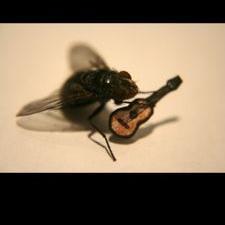 Flies