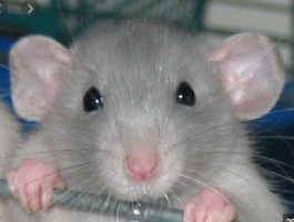 mouse