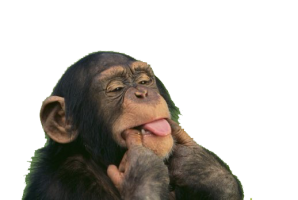 1Monkey