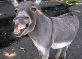 donky mother haker maker