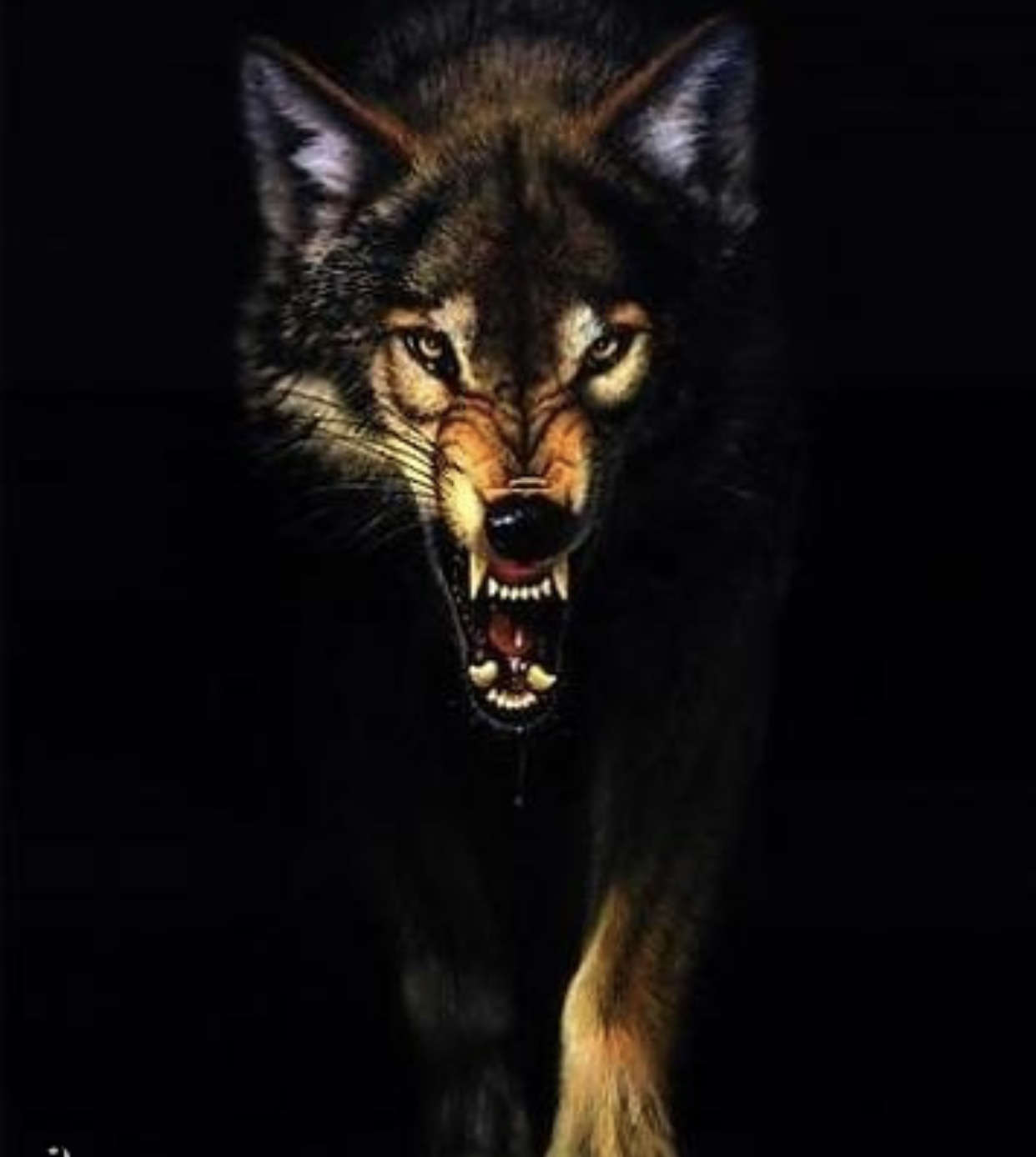 Suadi wolf