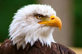 EAGLEE