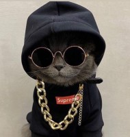 Hunter deep cat