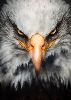 EagleNest