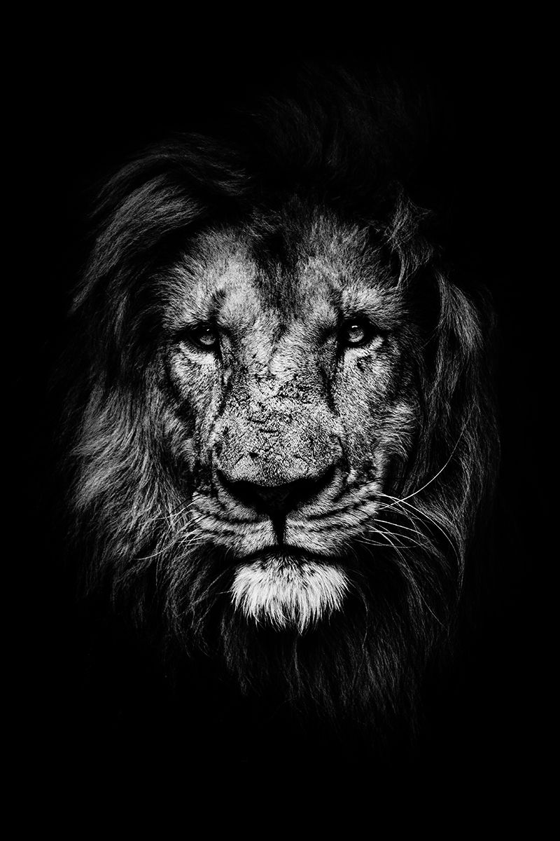 Dark Lion