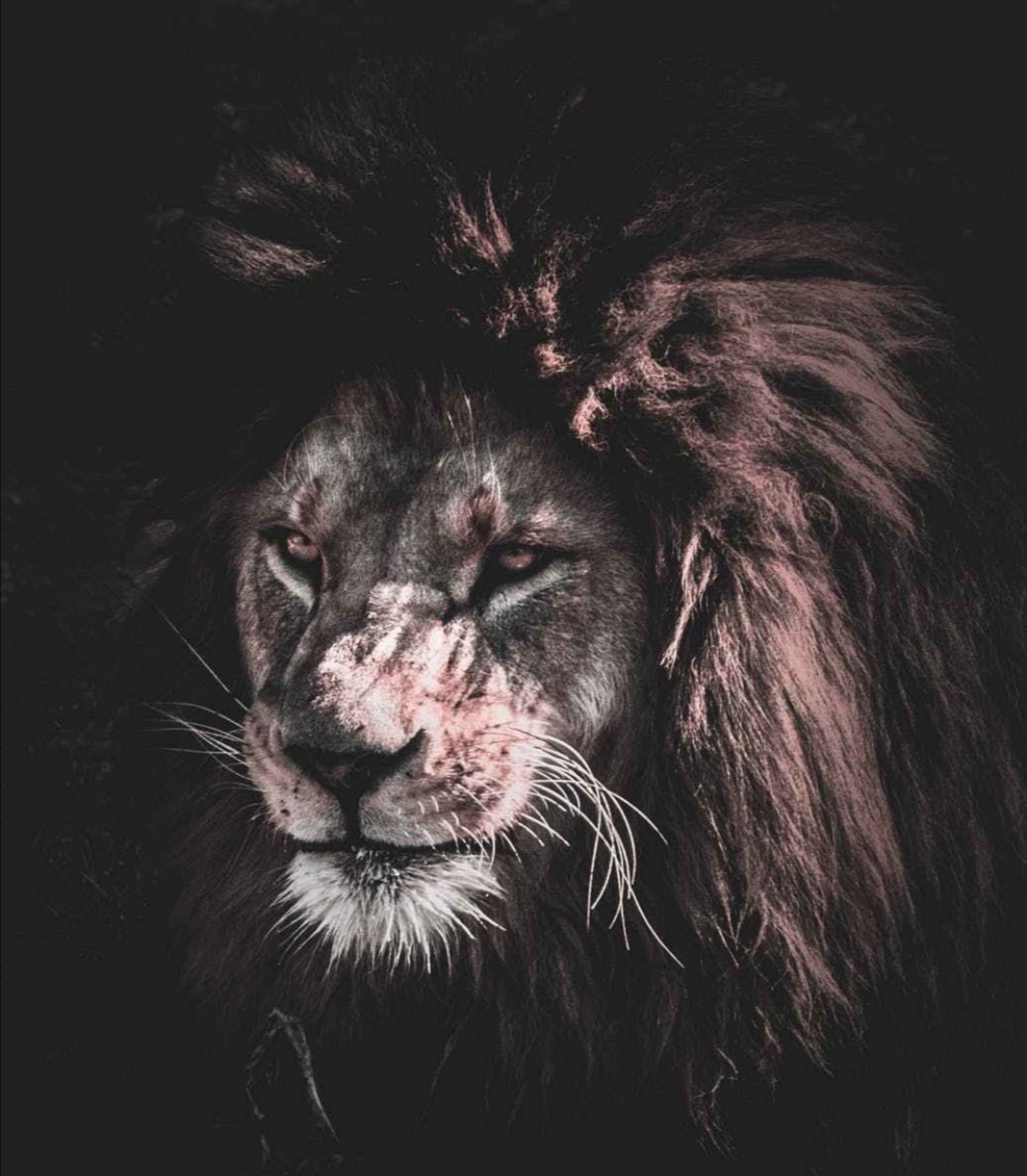 LIONS DEN