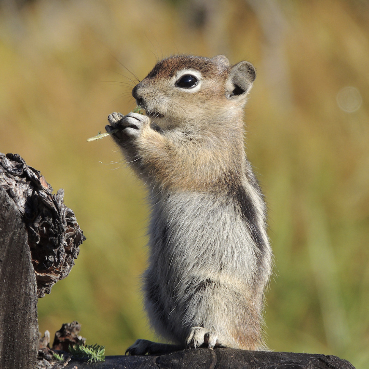 Chipmunks
