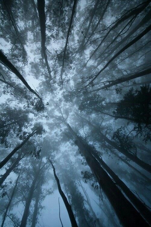 Firefly