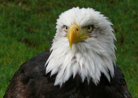 Team eagle