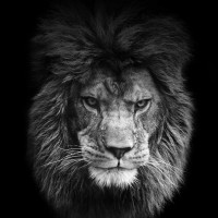 Roarr