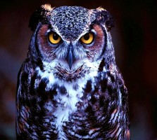 OWAL